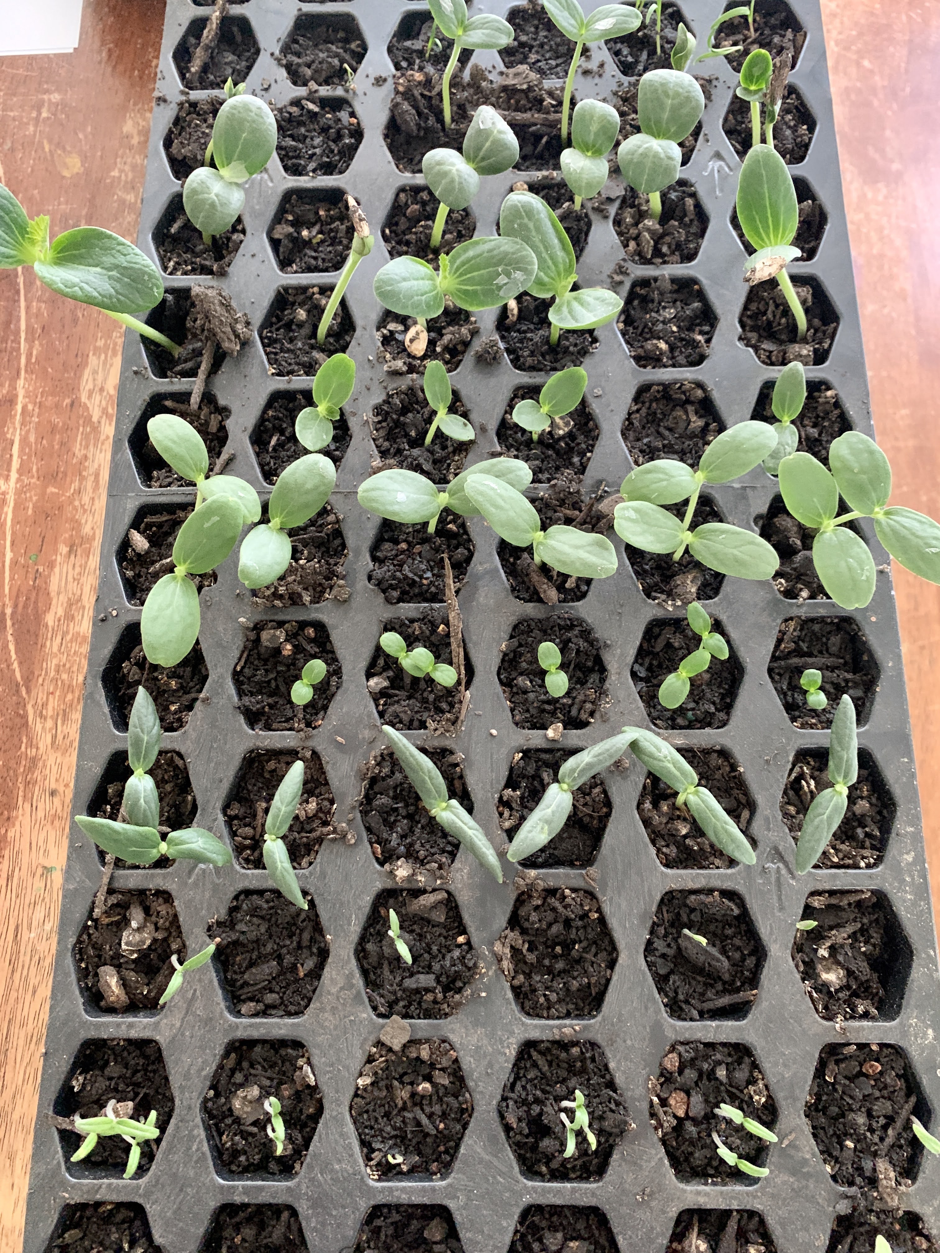 seedlings